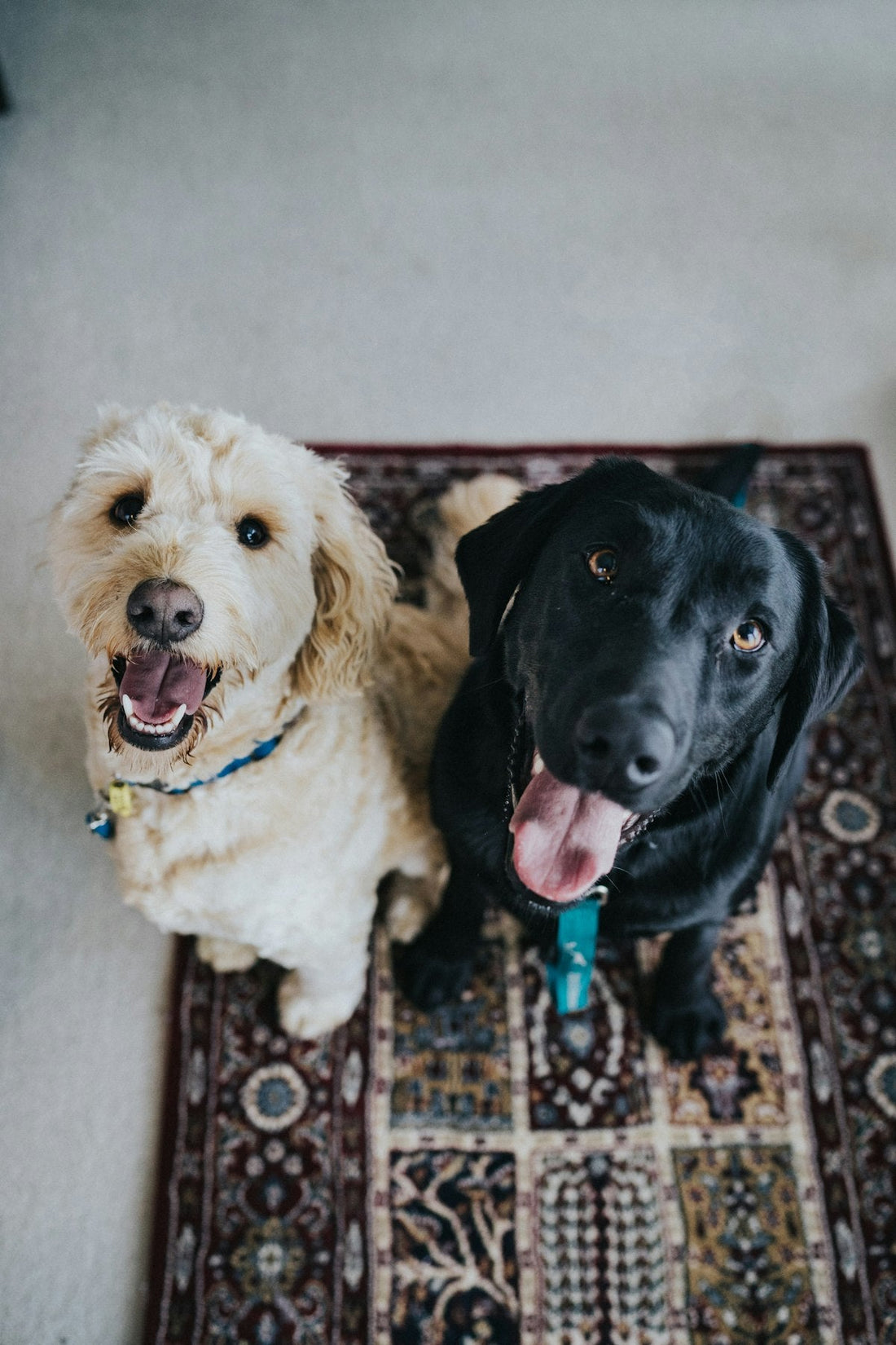 How to Calm an Anxious Dog at Home — 5 Strategies That Actually Work