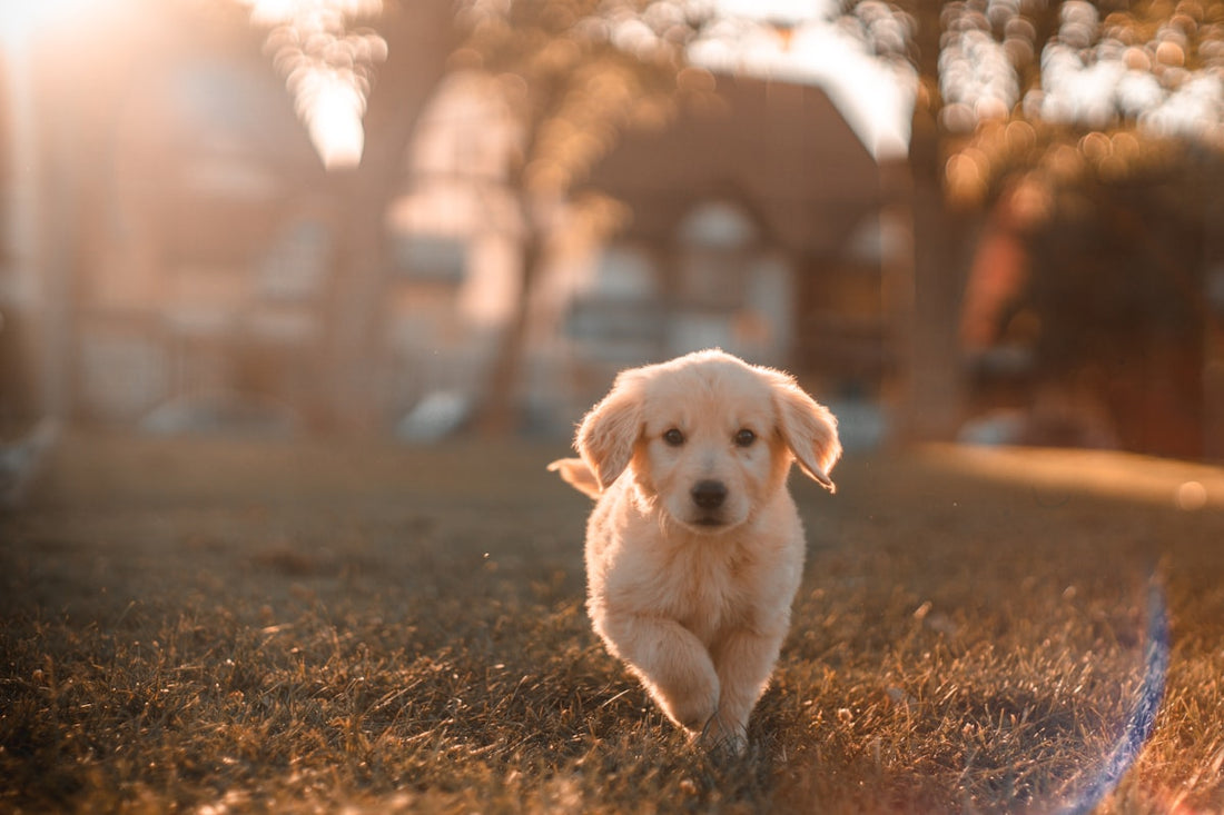 The Best Enrichment Activities for Dogs — Why Mental Stimulation Matters More Than You Think