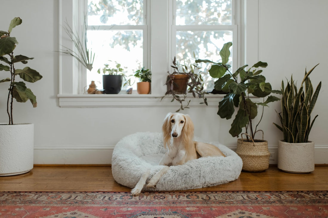 New Puppy Not Sleeping? How to Survive the First Night (and Week)