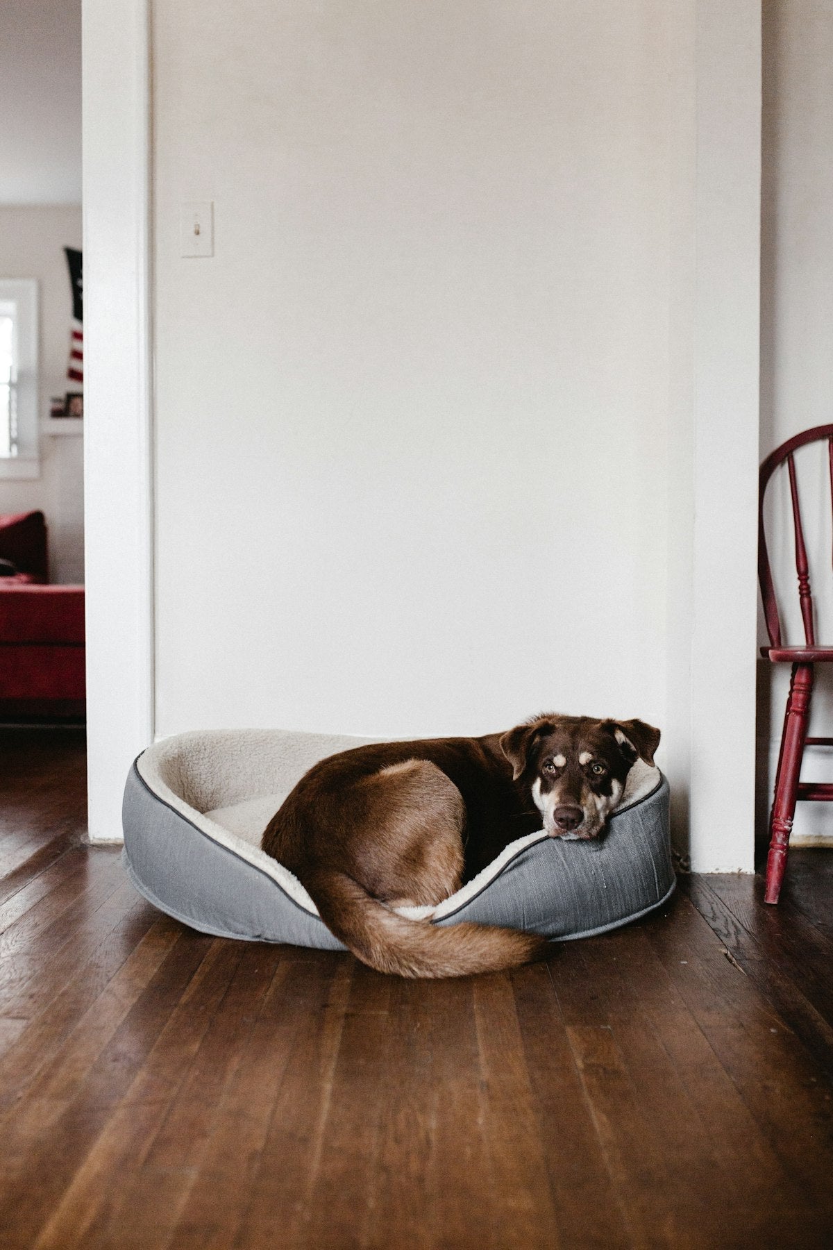 Fireworks Anxiety in Dogs — A Complete UK Guide for Bonfire Night