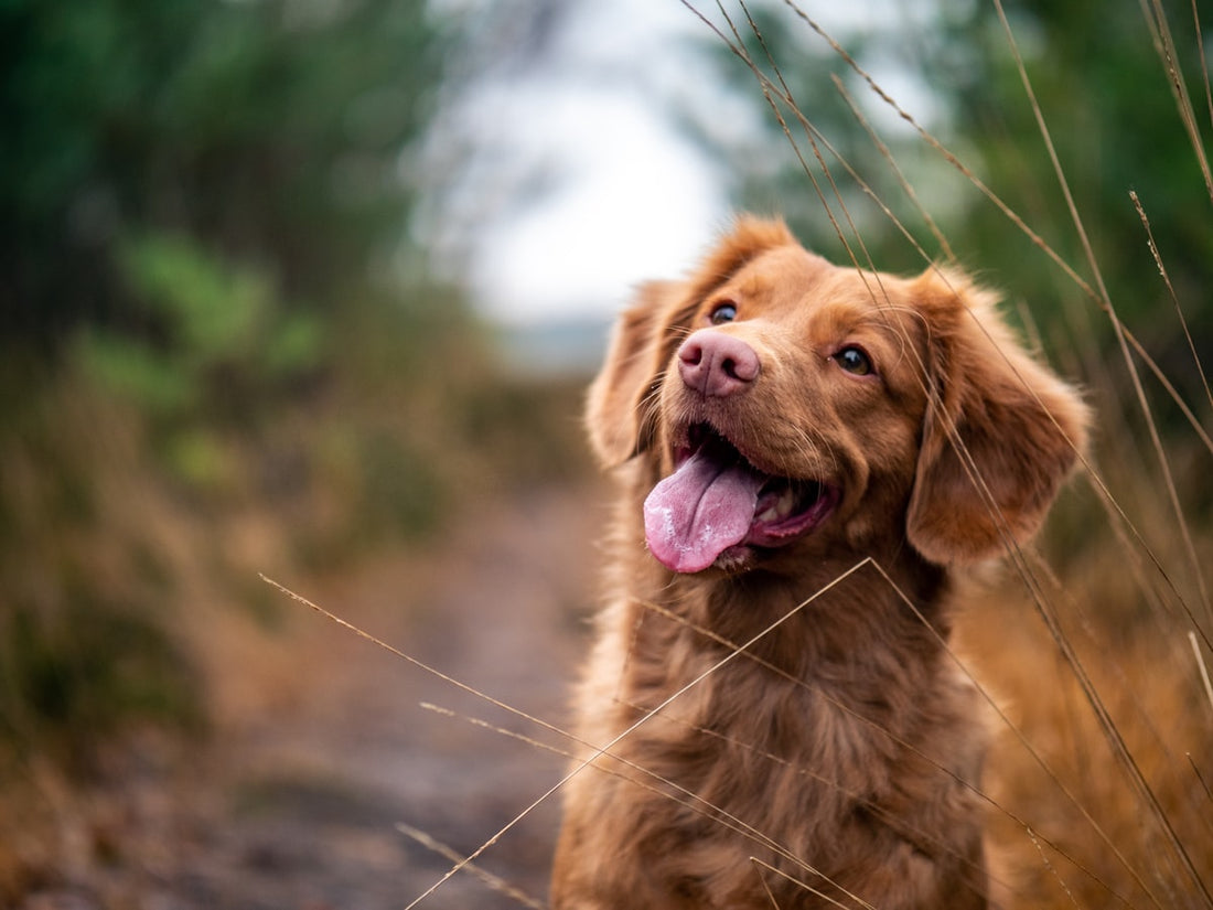 Why Lick Mats Work for Anxious Dogs — The Science Behind the Calm
