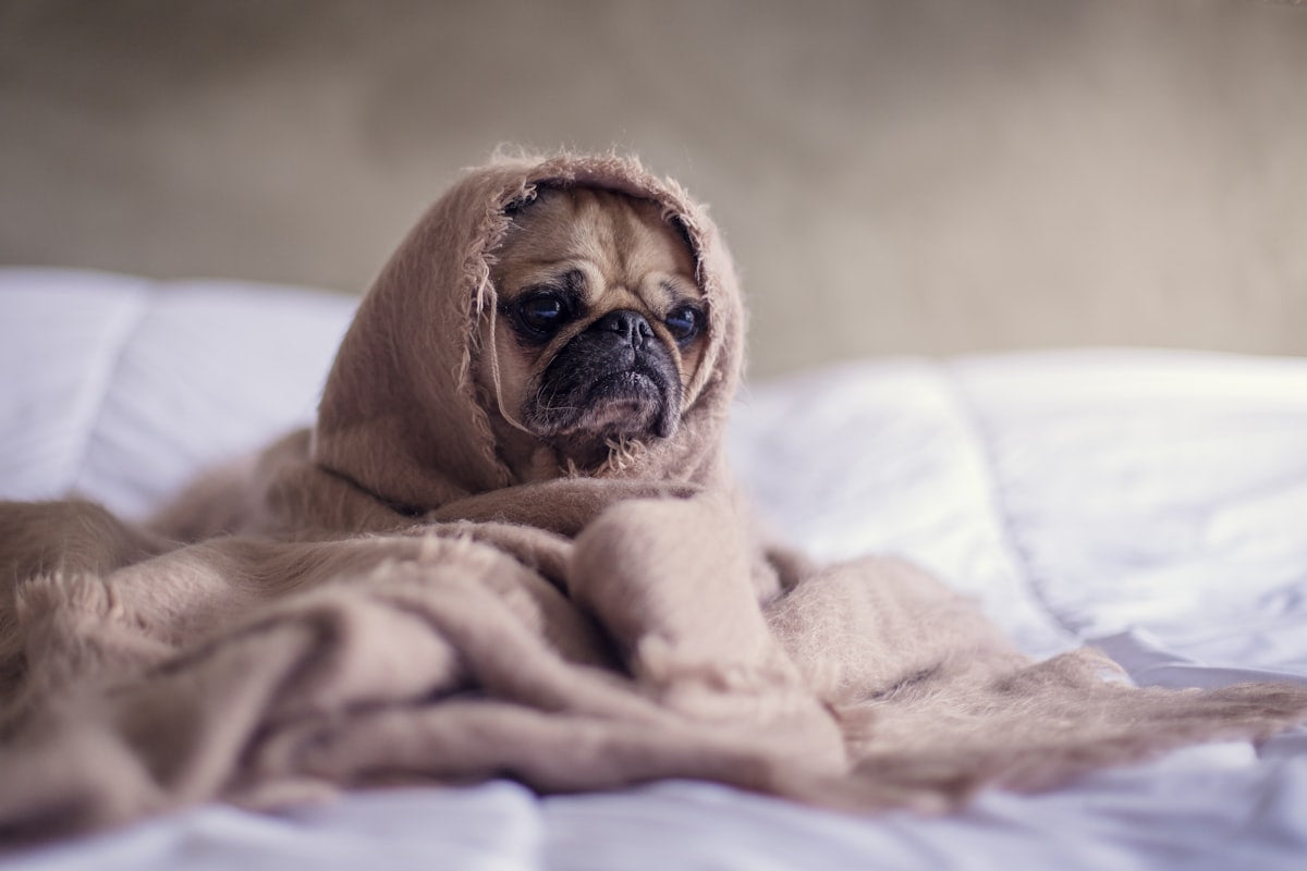 Thunderstorm Phobia in Dogs — Why It Happens and How to Help