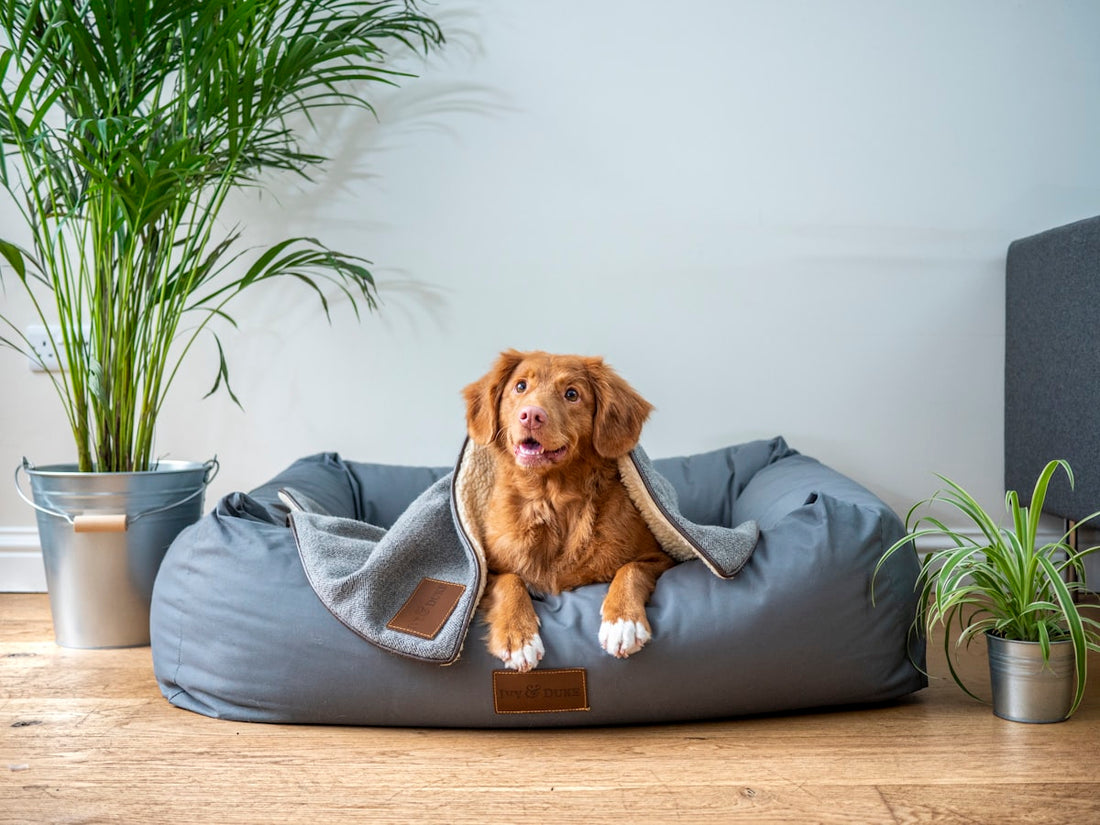 Separation Anxiety in Dogs — Understanding and Treating It in the UK