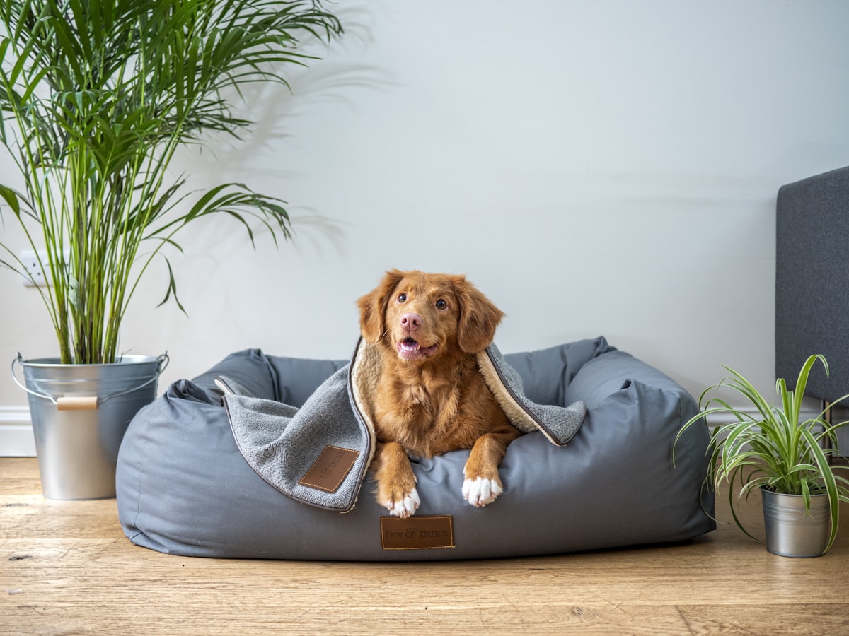 Separation Anxiety in Dogs — Understanding and Treating It in the UK