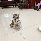 Snuffle Ball Dog Puzzle Toys Increase IQ Slow Dispensing Feeder Pet Cat Training Games Feeding Feeding Food Intelligence Toy